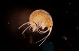 Image result for "microdeutopus Anomalus". Size: 163 x 105. Source: waarneming.nl