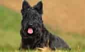 Image result for Skotsk terrier. Size: 170 x 105. Source: www.omlet.se