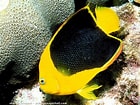 Image result for "holacanthus Tricolor". Size: 140 x 105. Source: www.aquaportail.com