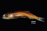Image result for PHOSICHTHYIDAE Phylum. Size: 158 x 105. Source: fishesofaustralia.net.au