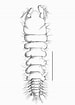 Afbeeldingsresultaten voor "hexalaspis Heliodiscus". Grootte: 75 x 105. Bron: www.researchgate.net
