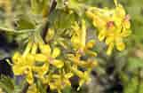 Image result for Ribes odoratum. Size: 161 x 105. Source: xeraplants.com