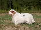 Image result for Clumber Spaniel Hunde. Size: 142 x 105. Source: www.zooroyal.at