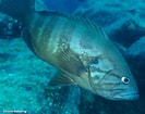 Image result for "epinephelus Caninus". Size: 133 x 105. Source: www.inaturalist.org