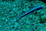 Image result for "protodrilus Purpureus". Size: 157 x 105. Source: fishesofaustralia.net.au