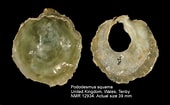 Afbeeldingsresultaten voor "pododesmus Squama". Grootte: 170 x 105. Bron: www.marinespecies.org