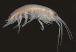 Image result for "atylus Falcatus". Size: 152 x 105. Source: www.marinespecies.org