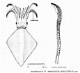 Image result for Thysanoteuthis rhombus Klasse. Size: 115 x 105. Source: doris.ffessm.fr