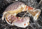 Image result for "calappa Flammea". Size: 150 x 105. Source: backyardnature.net