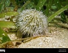 Image result for Lytechinus variegatus Order. Size: 134 x 105. Source: www.alamy.com