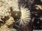 Image result for Diadumenidae dieet. Size: 145 x 105. Source: tonysharks.com