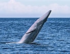 Afbeeldingsresultaten voor Baleen Whale. Grootte: 137 x 105. Bron: www.newscientist.com