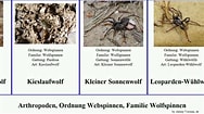 Image result for Hymenodora glacialis Familie. Size: 188 x 105. Source: www.youtube.com