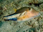 Image result for "canthigaster Rostrata". Size: 141 x 105. Source: reefguide.org