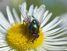Image result for "conaea Rapax". Size: 139 x 105. Source: www.diptera.info