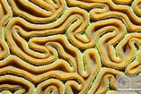 Image result for Diploria labyrinthiformis. Size: 157 x 105. Source: www.pinterest.com