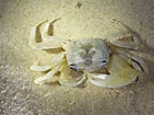 Image result for white Ghost Crab. Size: 141 x 105. Source: australian.museum