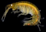 Image result for "atylus Falcatus". Size: 151 x 105. Source: www.invertebase.org