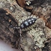 Image result for Vivarium Isopod. Size: 106 x 105. Source: www.smug-bug.com