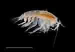Afbeeldingsresultaten voor "urothoe Brevicornis". Grootte: 150 x 105. Bron: plankton.image.coocan.jp