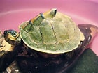 Image result for Indische Dakschildpad. Size: 140 x 105. Source: www.kidzone.ws