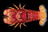 Afbeeldingsresultaten voor Scyllarides squammosus. Grootte: 159 x 105. Bron: www.marinespecies.org