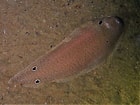 Image result for "cynoglossus Sinusarabici". Size: 140 x 105. Source: www.inaturalist.org