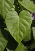 Afbeeldingsresultaten voor "cordagalma Cordiforme". Grootte: 71 x 105. Bron: botanicaintegra.blogspot.com