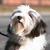 Image result for Tibetansk Terrier. Size: 105 x 105. Source: pettime.net
