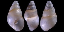 Image result for Pyramidellidae. Size: 210 x 105. Source: www.idscaro.net