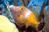 Image result for "cantherhines Macrocerus". Size: 159 x 105. Source: reefapp.net