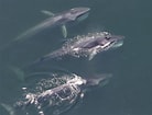 Afbeeldingsresultaten voor Baleen Whale. Grootte: 138 x 105. Bron: phys.org