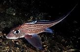 Image result for "chimaera Monstrosa". Size: 163 x 105. Source: fishbiosystem.ru