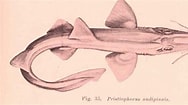 Afbeeldingsresultaten voor "pristiophorus Nudipinnis". Grootte: 188 x 105. Bron: cienciasnacionales.org