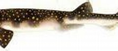 Afbeeldingsresultaten voor "scyliorhinus Capensis". Grootte: 240 x 55. Bron: www.sharkwater.com
