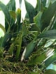 Image result for "parundella Caudata". Size: 80 x 105. Source: goorchids.northamericanorchidcenter.org