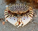 Image result for "calappa Flammea". Size: 128 x 105. Source: bugguide.net