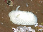 Image result for "onchidoris Pusilla". Size: 141 x 105. Source: www.inaturalist.org