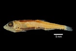 Image result for PHOSICHTHYIDAE Phylum. Size: 157 x 105. Source: fishesofaustralia.net.au