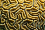 Image result for Diploria labyrinthiformis. Size: 158 x 105. Source: www.flickr.com