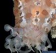 Image result for Alicia pretiosa. Size: 111 x 105. Source: www.poppe-images.com