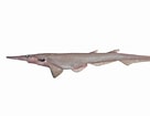 Image result for "apristurus Laurussoni". Size: 136 x 105. Source: fishesofaustralia.net.au