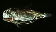 Image result for PHOSICHTHYIDAE Phylum. Size: 182 x 105. Source: adriaticnature.com