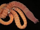 Afbeeldingsresultaten voor Notomastus latericeus Geslacht. Grootte: 140 x 105. Bron: www.aphotomarine.com