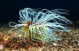 Image result for Cerianthidae. Size: 164 x 105. Source: www.fishncorals.com