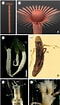 Image result for "brada Inhabilis". Size: 60 x 105. Source: www.researchgate.net
