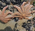 Image result for Stichasteridae. Size: 120 x 105. Source: www.mollusca.co.nz