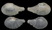 Image result for "cardiomya Costellata". Size: 180 x 105. Source: www.idscaro.net