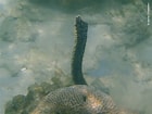 Image result for "holothuria Coluber". Size: 140 x 105. Source: www.snorkeling-report.com