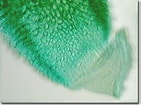Afbeeldingsresultaten voor Grantia capillosa Onderrijk. Grootte: 141 x 105. Bron: micro.magnet.fsu.edu